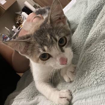 Sparks -  Domestic Short Hair Cat for Adoption in Goshen, Indiana - Sparks | PetCurious