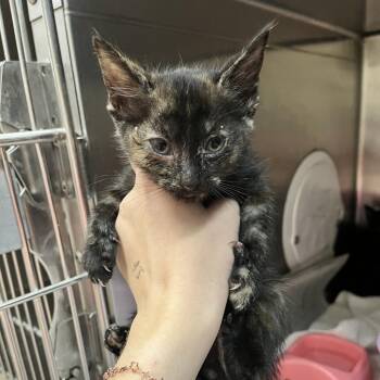 Daffy -  Domestic Short Hair Cat for Adoption in Ardmore, Oklahoma - Daffy | PetCurious