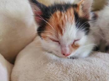 Rescue Domestic Short Hair Cats for Adoption in Huntington Beach, California - Sam | PetCurious