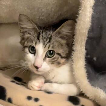 Kona -  Domestic Short Hair Cat for Adoption in Titusville, Florida - Kona | PetCurious