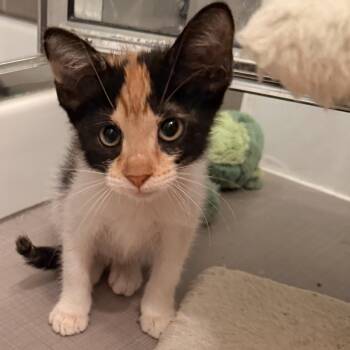 Amelie -  Calico and Tuxedo Cat for Adoption in Houston, Texas - Amelie | PetCurious