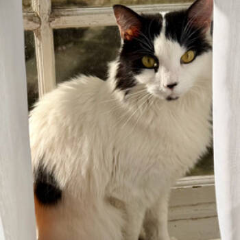 Rescue Domestic Medium Hair Cats for Adoption - Missy Elliot 2025 | PetCurious