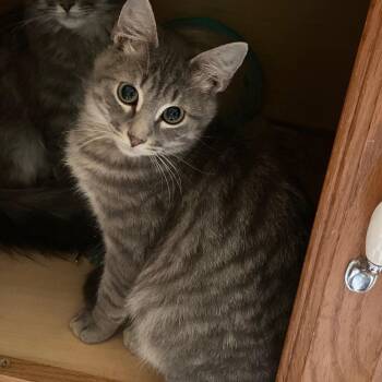 Rescue Tabby and Russian Blue Cats for Adoption in Andover, Minnesota - Roy | PetCurious