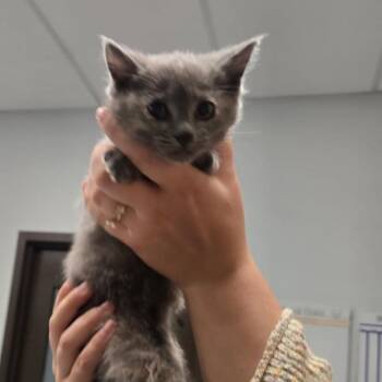 Domestic Short Hair Cats Available for Adoption in Durango, Colorado - Yampa | PetCurious