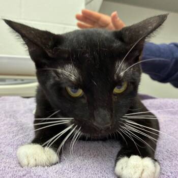Johnson -  Domestic Short Hair Cat for Adoption in Corpus Christi, Texas - Johnson | PetCurious