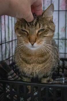 Dyson (FCID# 06/25/2026 - 1 Trainer) -  Tabby Cat for Adoption in Greenville, Delaware - Dyson (FCID# 06/25/2026 - 1 Trainer) | PetCurious