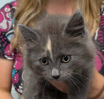 Tails -  Domestic Long Hair Cat for Adoption in Wetaskiwin, Alberta - Tails | PetCurious