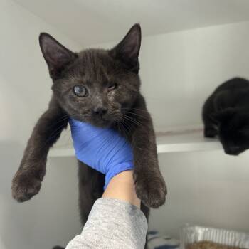 Rescue Domestic Short Hair Cats for Adoption in Greensboro, North Carolina - Freya | PetCurious