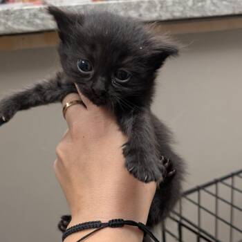 Domestic Short Hair Cats Available for Adoption in Buchanan Dam, Texas - Dove | PetCurious