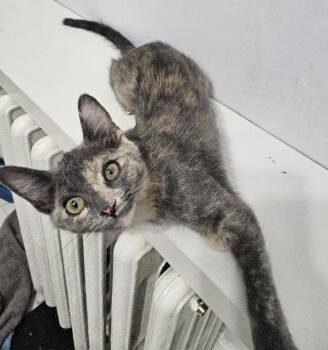 Domestic Short Hair Cats Available for Adoption - Sun  | PetCurious