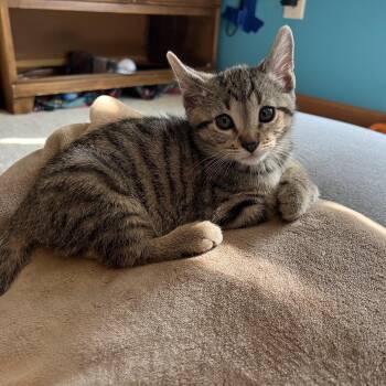 Cherry Twist -  Domestic Short Hair Cat for Adoption in Mineral Point, Wisconsin - Cherry Twist | PetCurious