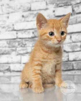 Lynx -  Domestic Short Hair and Tabby Cat for Adoption in Tuscaloosa, Alabama - Lynx | PetCurious