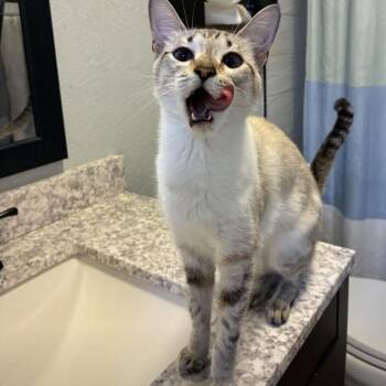 Lily -  Domestic Short Hair Cat for Adoption in West Palm Beach, Florida - Lily | PetCurious