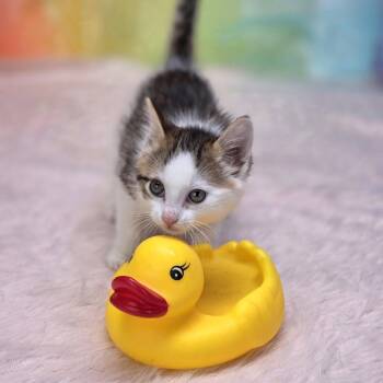 Loafer-C -  Domestic Short Hair Cat for Adoption in East St. Louis, Illinois - Loafer-C | PetCurious