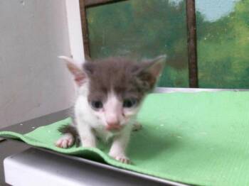 DOUGLAS -  Domestic Short Hair Cat for Adoption in Houston, Texas - DOUGLAS | PetCurious
