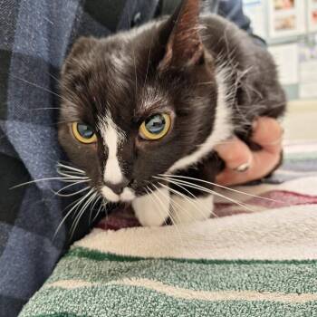 Domestic Short Hair Cats Available for Adoption in Murray, Utah - Mavis | PetCurious