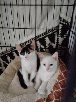 Stihl -  Siamese Cat for Adoption in Oriental, North Carolina - Stihl | PetCurious