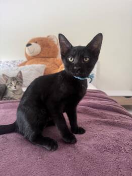 Nyx -  Domestic Short Hair Cat Available for Adoption in Sunrise, Florida - Nyx | PetCurious