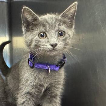 Domestic Short Hair Cats Available for Adoption in Tuscaloosa, Alabama - Quin | PetCurious