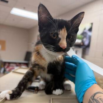 Pretzel -  Domestic Short Hair Cat for Adoption in Birmingham, Alabama - Pretzel | PetCurious