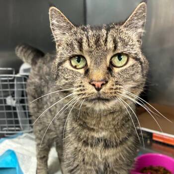 Domestic Short Hair Cats Available for Adoption in Abingdon, Maryland - 0526-04 Penelope | PetCurious