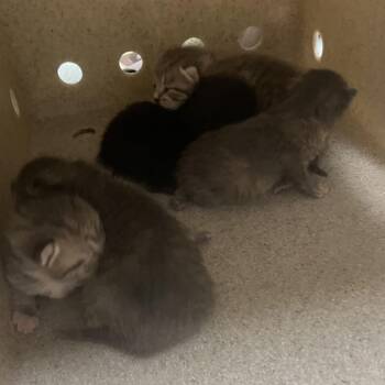 Phi -  Domestic Short Hair Cat for Adoption in Philadelphia, Pennsylvania - Phi | PetCurious