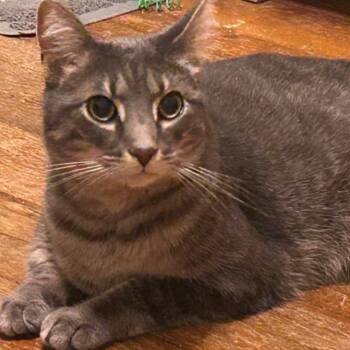 Grayson -  Domestic Short Hair Cat for Adoption - Grayson | PetCurious
