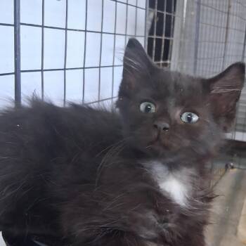 Stella*Meet me at Lakeville Petsmart* -  Domestic Short Hair Cat for Adoption in Buffalo, Minnesota - Stella*Meet Me At Lakeville Petsmart* | PetCurious