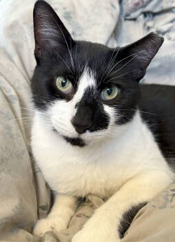 Rescue Tuxedo and Domestic Short Hair Cats for Adoption in San Jose, California - Milkweed | PetCurious