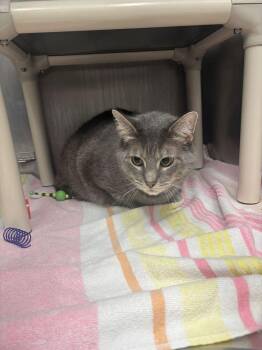 Boogeyman -  Domestic Short Hair Cat for Adoption in Bowling Green, Ohio - Boogeyman | PetCurious