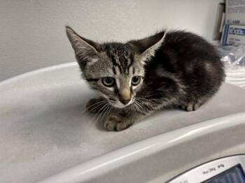 FREEDOM -  Domestic Short Hair Cat for Adoption in Antioch, California - FREEDOM | PetCurious