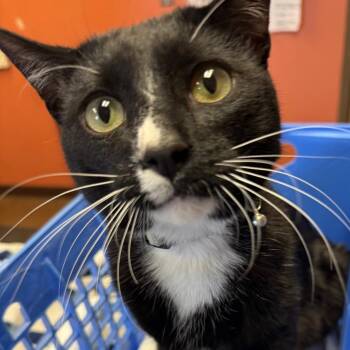 Domestic Short Hair Cats Available for Adoption in Flagstaff, Arizona - Domino - Friendly Tuxedo Boy | PetCurious