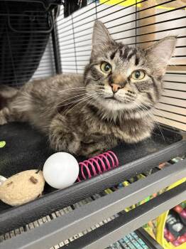 Abigail -  Domestic Medium Hair and Tabby Cat for Adoption in Minneapolis, Minnesota - Abigail | PetCurious