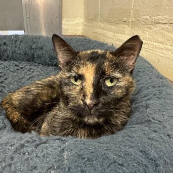 Maria -  Domestic Short Hair Cat Available for Adoption in Los Angeles, California - Maria | PetCurious