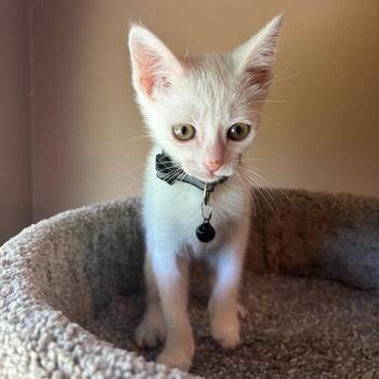 Marshmellow -  Domestic Short Hair Cat for Adoption in NEW PT RICHEY, Florida - Marshmellow | PetCurious