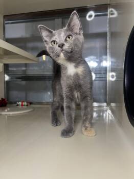 Hope -  Domestic Short Hair and Dilute Tortoiseshell Cat for Adoption in Hammond, Louisiana - Hope | PetCurious