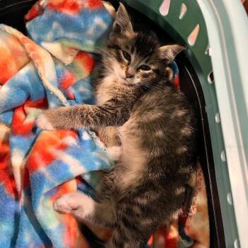 Turtle -  Domestic Short Hair Cat for Adoption in Maple Falls, Washington - Turtle | PetCurious