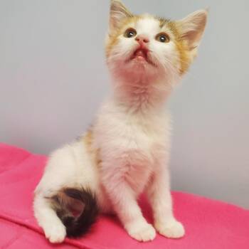 Domestic Short Hair Cats Available for Adoption in Decherd, Tennessee - Zaria | PetCurious