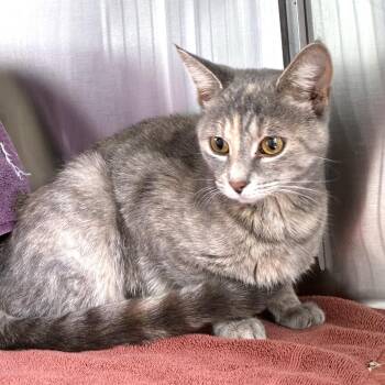 Domestic Short Hair Cats Available for Adoption in Skokie, Illinois - Libby | PetCurious