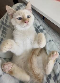Kenshe -  Domestic Short Hair Cat for Adoption in Colorado Springs, Colorado - Kenshe | PetCurious