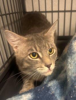 Mordecai -  Domestic Short Hair Cat for Adoption in Rock Springs, Wyoming - Mordecai | PetCurious