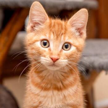 Domestic Short Hair Cats Available for Adoption in Des Moines, Iowa - Toby | PetCurious