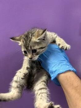 Domestic Short Hair Cats Available for Adoption in El Paso, Texas - 60879430 | PetCurious