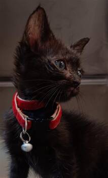 Domestic Short Hair Cats Available for Adoption in Houston, Texas - HUEY | PetCurious