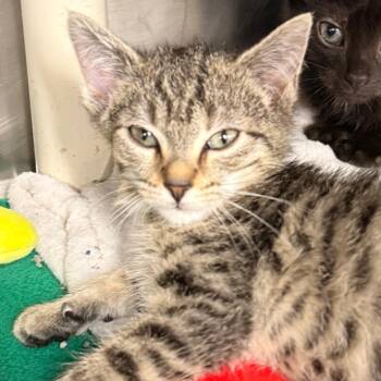 Milk & Sugar -  Domestic Short Hair Cat for Adoption in Evansville, Indiana - Milk & Sugar | PetCurious