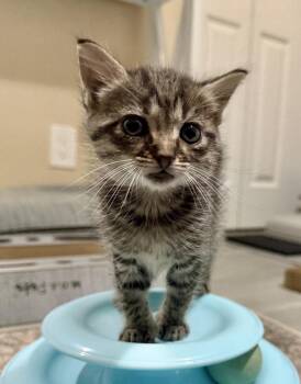 Domestic Short Hair Cats Available for Adoption in West Palm Beach, Florida - Aspen * | PetCurious