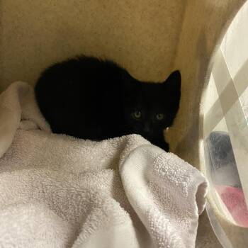 Pinot Noir -  Domestic Short Hair Cat for Adoption in Reno, Nevada - Pinot Noir | PetCurious