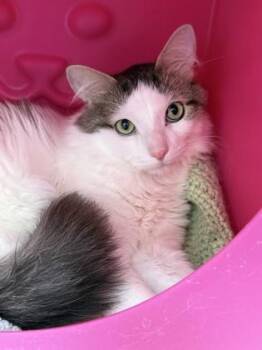 Loki -  Domestic Medium Hair and Domestic Short Hair Cat for Adoption in Gwinn, Michigan - Loki | PetCurious