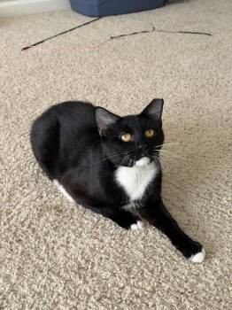 Nico -  Domestic Short Hair and Tuxedo Cat for Adoption in San Jose, California - Nico | PetCurious