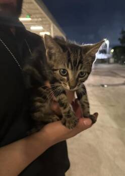 YOSHI -  Domestic Short Hair Cat for Adoption in Doral, Florida - YOSHI | PetCurious